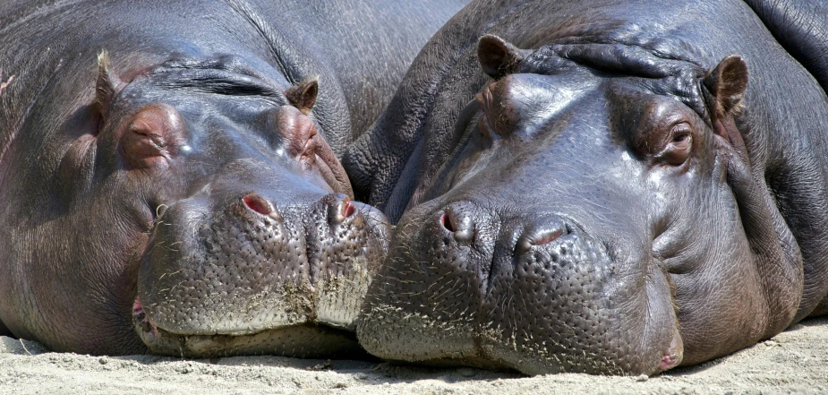 a couple of hippos laying on top of each other, pexels contest winner, sleepers, hippo face morphed, highly polished, 1/30