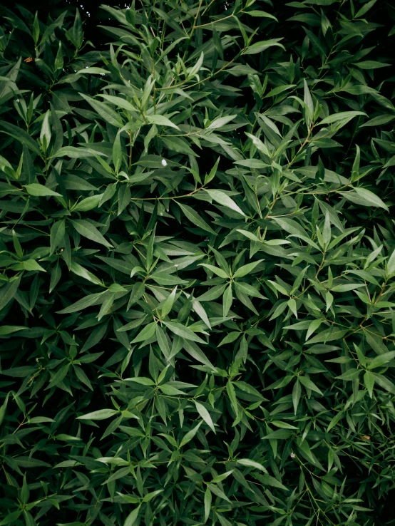 a red fire hydrant sitting on top of a lush green field, an album cover, by Jacob de Heusch, hurufiyya, very large basil leaves, photograph from above, densely packed buds of weed, high - resolution photograph