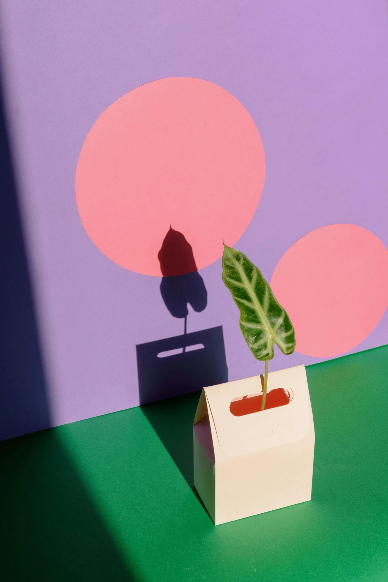 a small potted plant sitting on top of a table, inspired by Herbert Bayer, drop shadow, paper cutouts of plain colors, urban jungle, full product shot