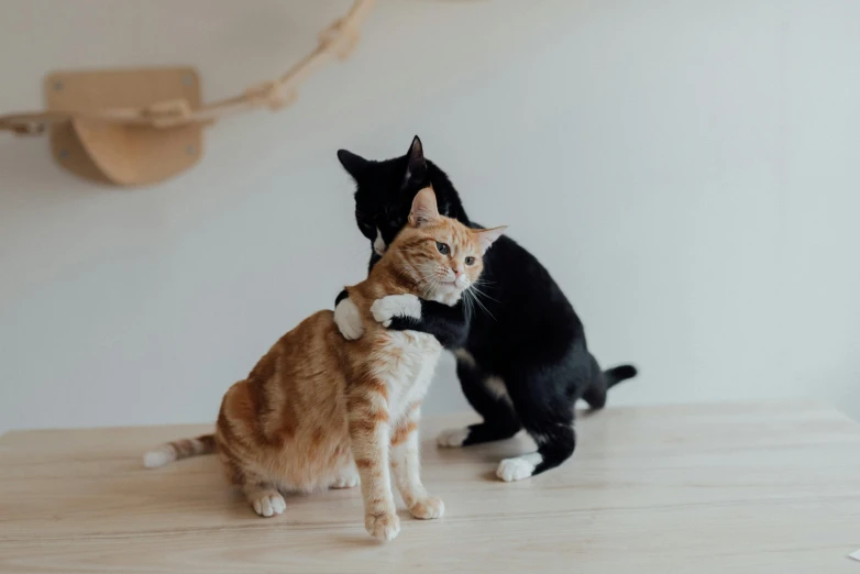 a couple of cats sitting on top of a wooden table, unsplash, holding each other, on a white table, black and orange, scratching head