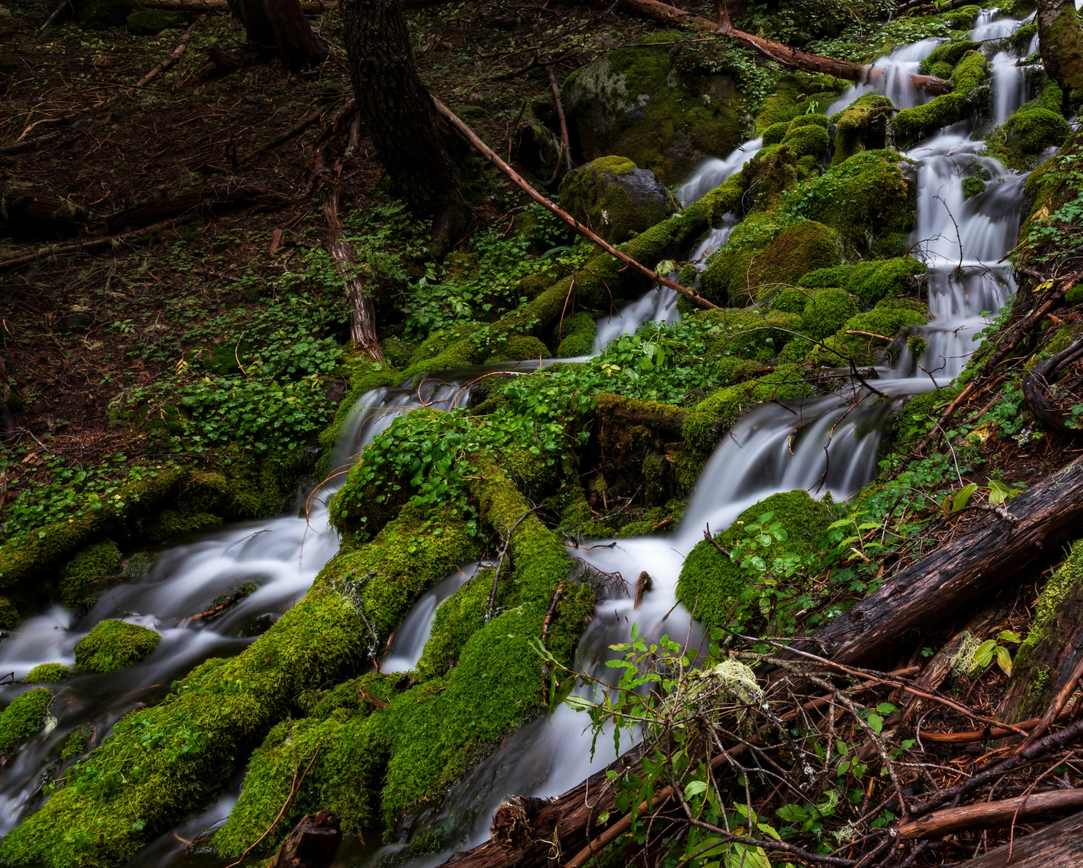 a stream running through a lush green forest, pexels contest winner, wood branch moss plants, multiple waterfalls, thumbnail, central california