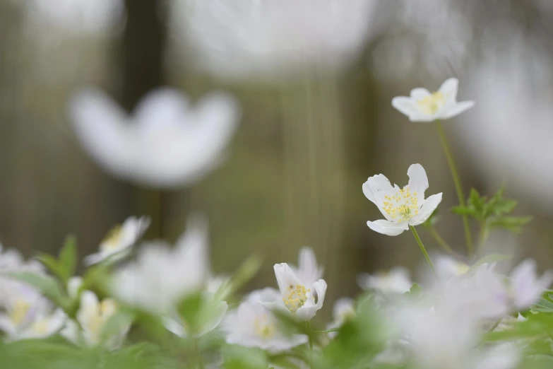 a bunch of white flowers that are in the grass, unsplash, in magical woods, anemone, low colour, shot on sony a 7