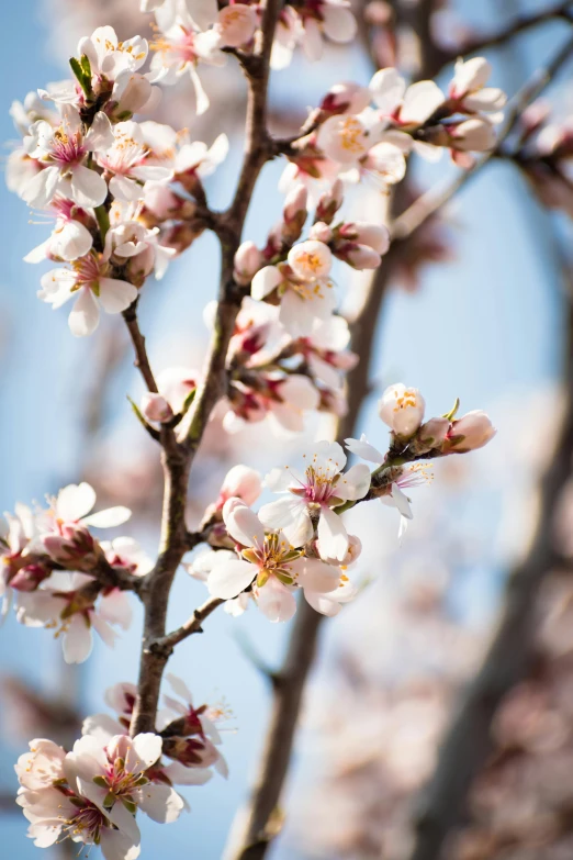 a close up of a branch of a tree with flowers, by Niko Henrichon, trending on unsplash, arabesque, almond blossom, 1 6 x 1 6, high quality photo, full frame image