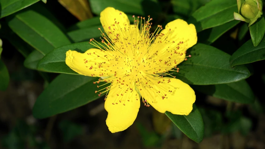 a close up of a yellow flower on a plant, a stipple, pexels, hurufiyya, myrtle, slide show, mint, various posed