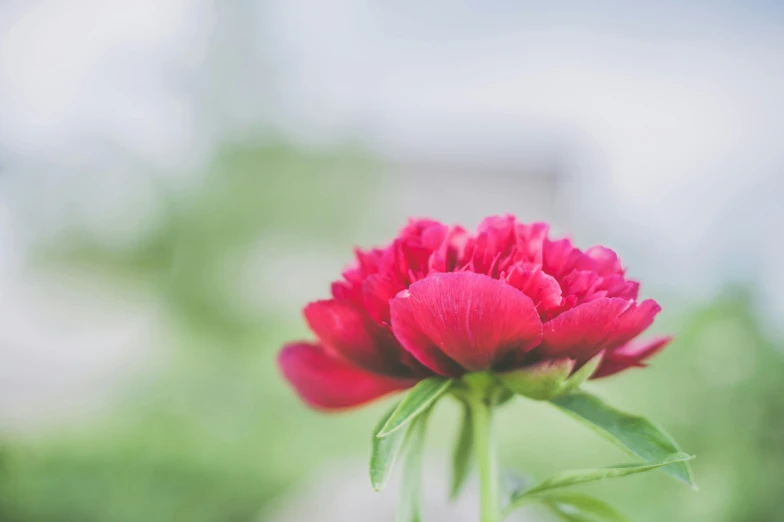 a close up of a flower with a blurry background, by Emma Andijewska, unsplash, peony, red colored, shot on sony a 7, gardening