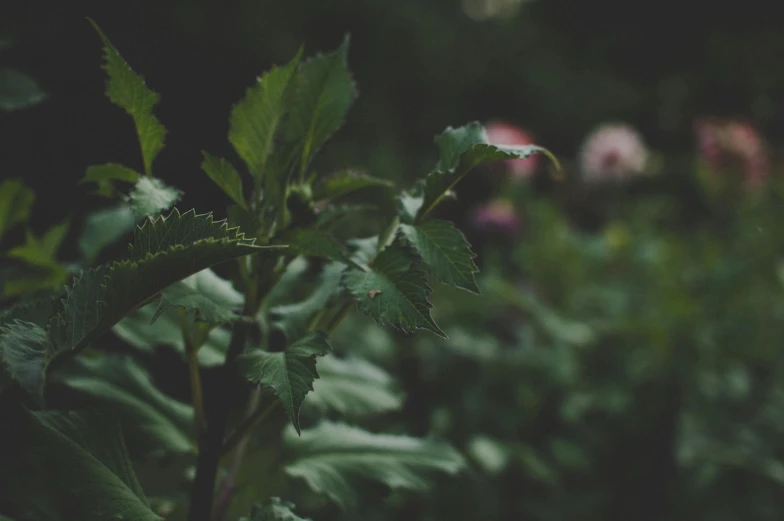 a close up of a plant with flowers in the background, inspired by Elsa Bleda, unsplash, muted green, shrubs, background image, low quality grainy