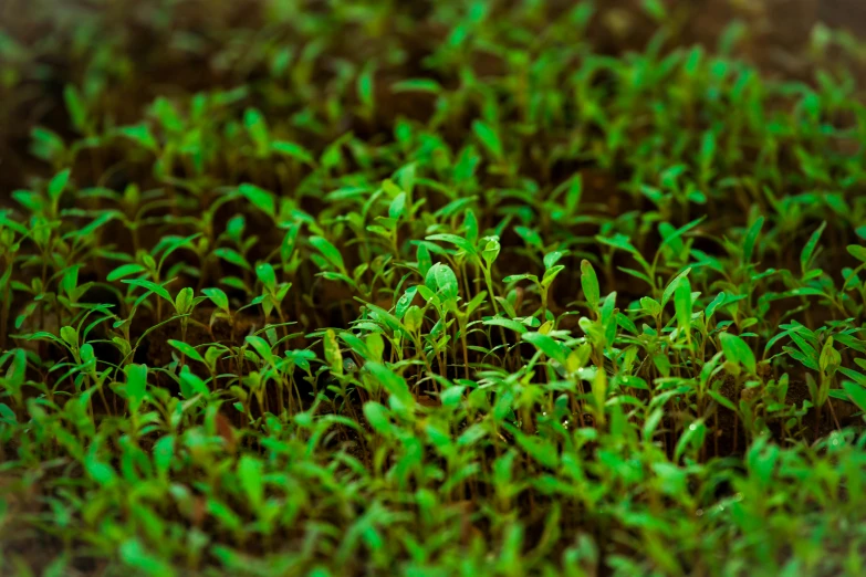 a close up of a bunch of sprouts of grass, by Daniel Lieske, unsplash, renaissance, hydroponic farms, 4k in plastic dark tilt shift, vivid green lasers, seedlings