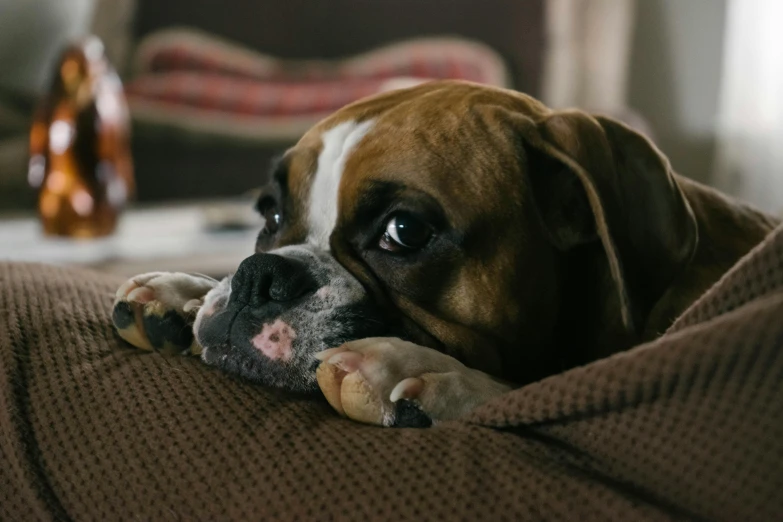 a brown and white dog laying on top of a couch, pexels, boxer, worried, paul barson, animation