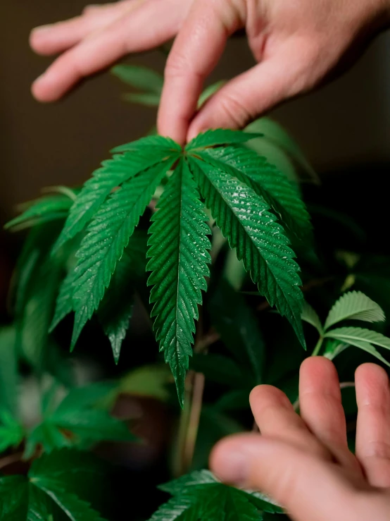 a close up of a person touching a plant, marijuana ) wet, profile image, large tall, thumbnail