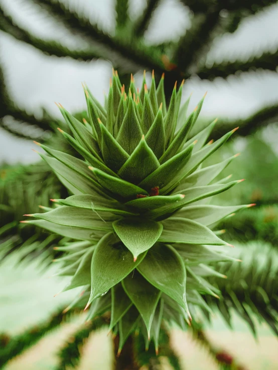 a close up of a tree with green leaves, spiky, tropical flower plants, shot with premium dslr camera, scary pines