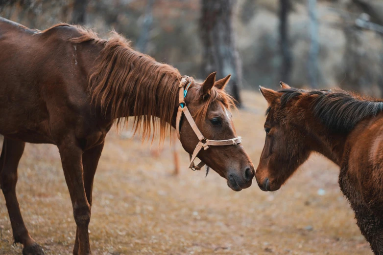 a couple of brown horses standing next to each other, by Emma Andijewska, pexels contest winner, romantic lead, profile image, multiple stories, calmly conversing 8k