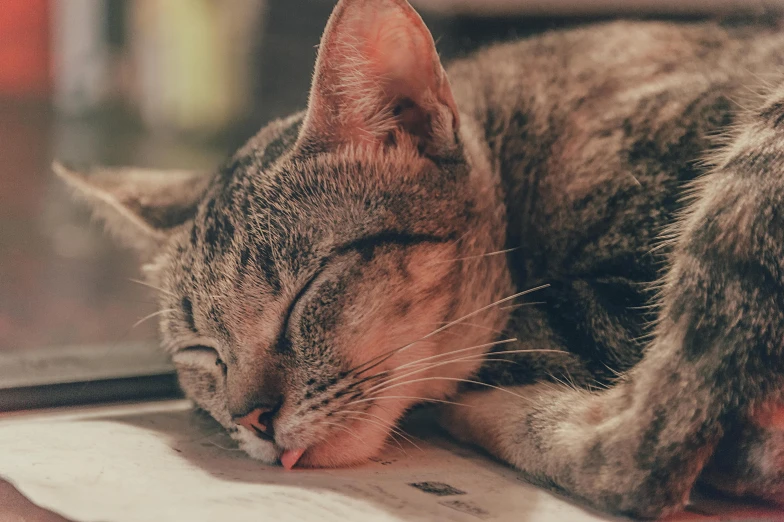 a close up of a cat sleeping on a table, pexels contest winner, soft lulling tongue, retro stylised, with a pointed chin, gif