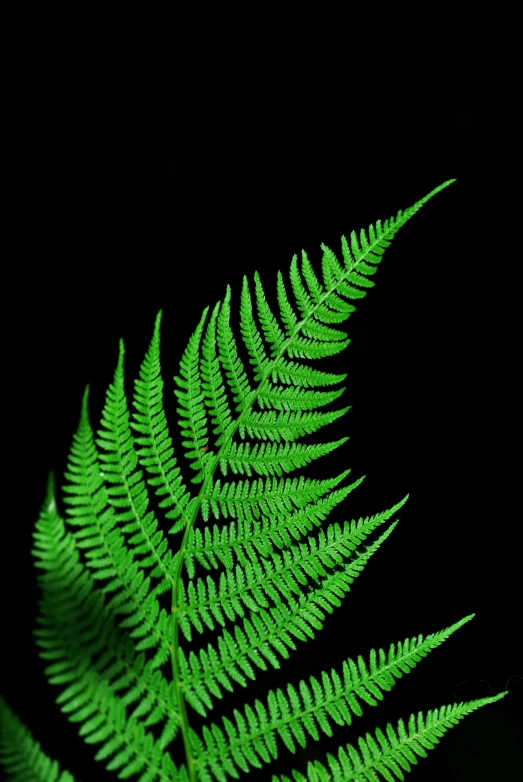 a close up of a fern leaf on a black background, by Robert Brackman, digital art, green neon signs, tree ferns, list, 4 0 0 mm