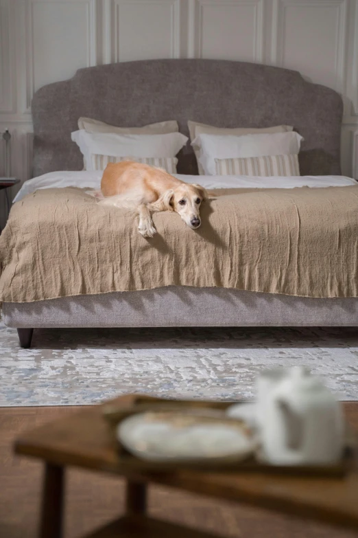 a dog laying on top of a bed in a bedroom, baroque, taupe, furnished room, linen, amber