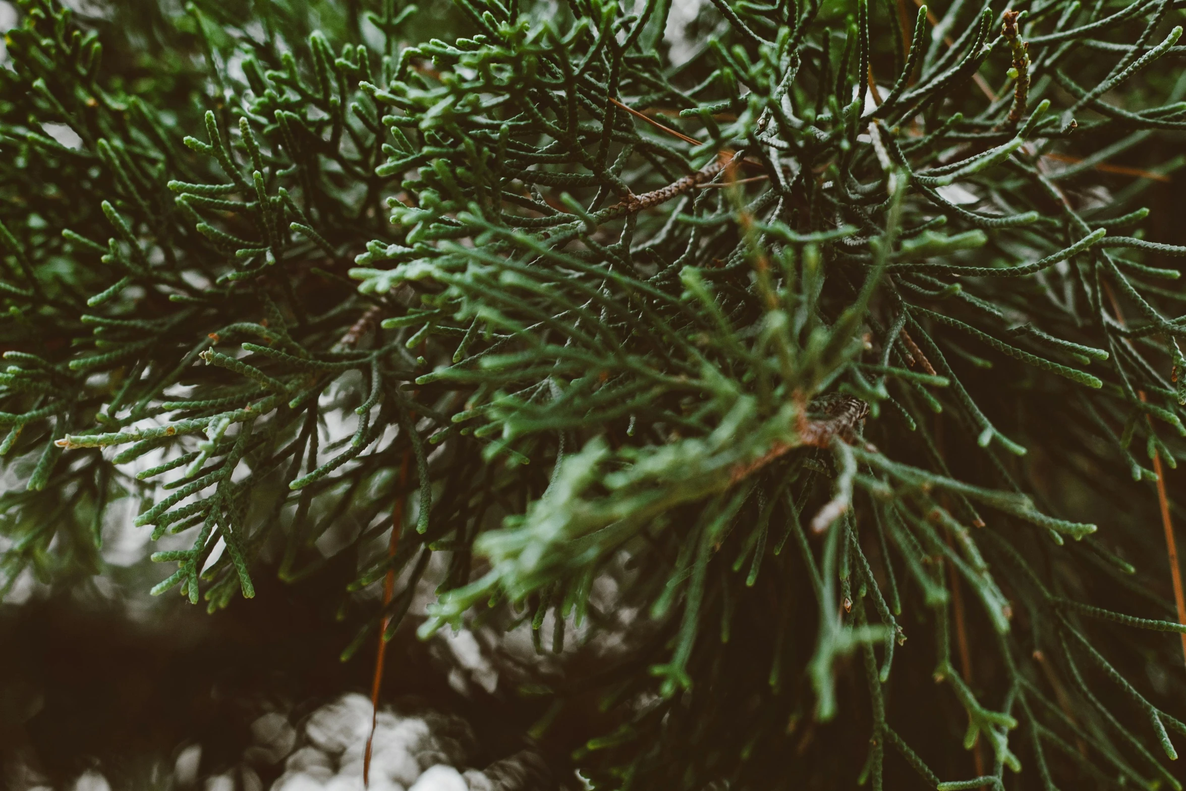 a close up of a pine tree branch, trending on unsplash, hurufiyya, background image, multiple stories, low quality grainy, amanda lilleston