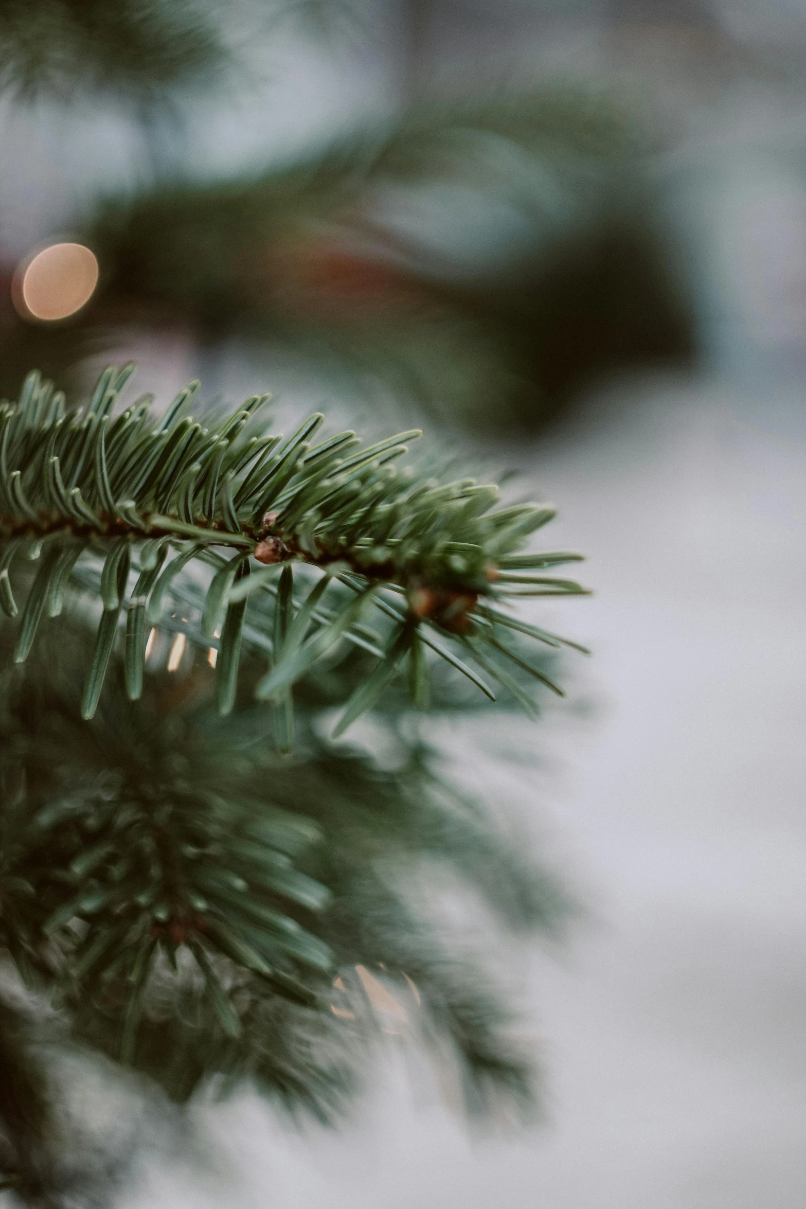 a close up of a christmas ornament on a tree, greenery, dark green, f / 2 0, indoor picture