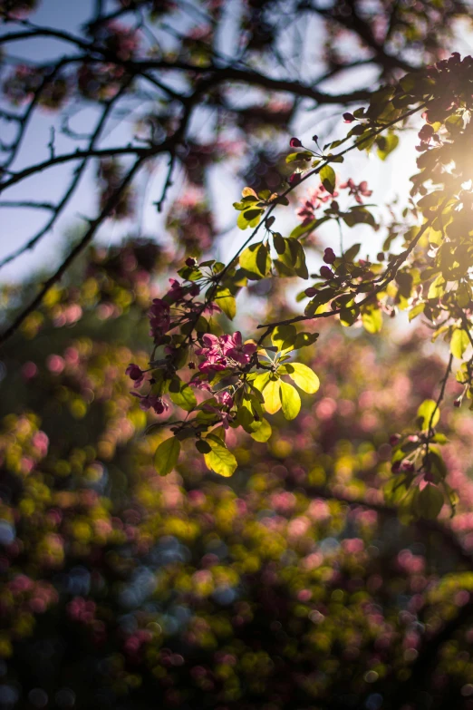 the sun shines through the branches of a flowering tree, by Jacob Toorenvliet, unsplash, green and pink, minn