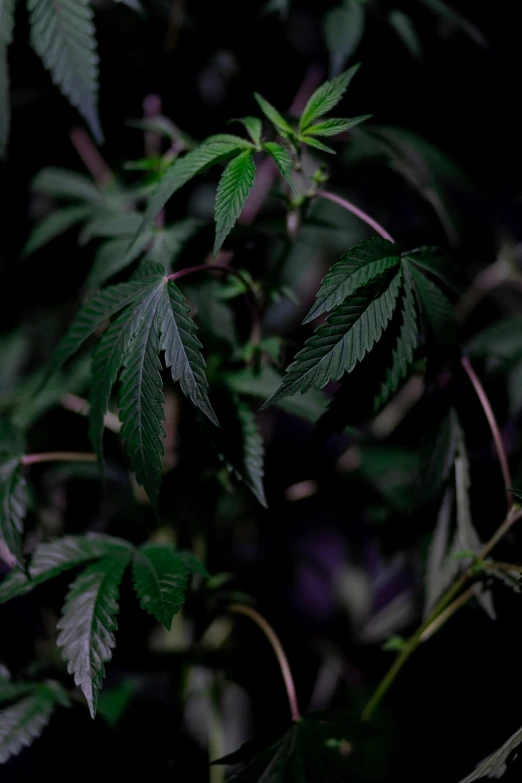 a close up of a plant with green leaves, a portrait, unsplash, marijuana trees, soft purple glow, on black paper, large tall
