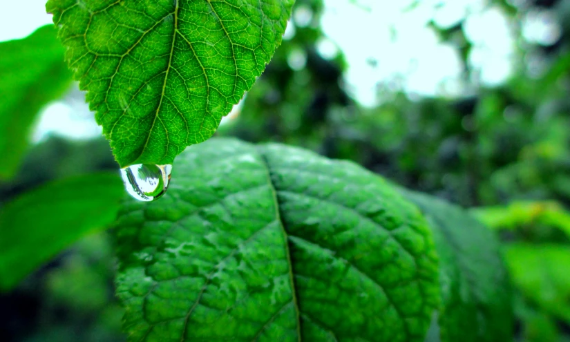 a close up of a leaf with a drop of water on it, by Jan Rustem, unsplash, sumatraism, photorealistic ”, permaculture, mint, pouring rain