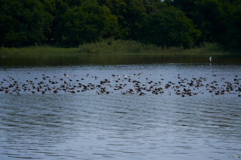 a flock of birds floating on top of a lake, sri lankan landscape, not cropped, fan favorite, brown
