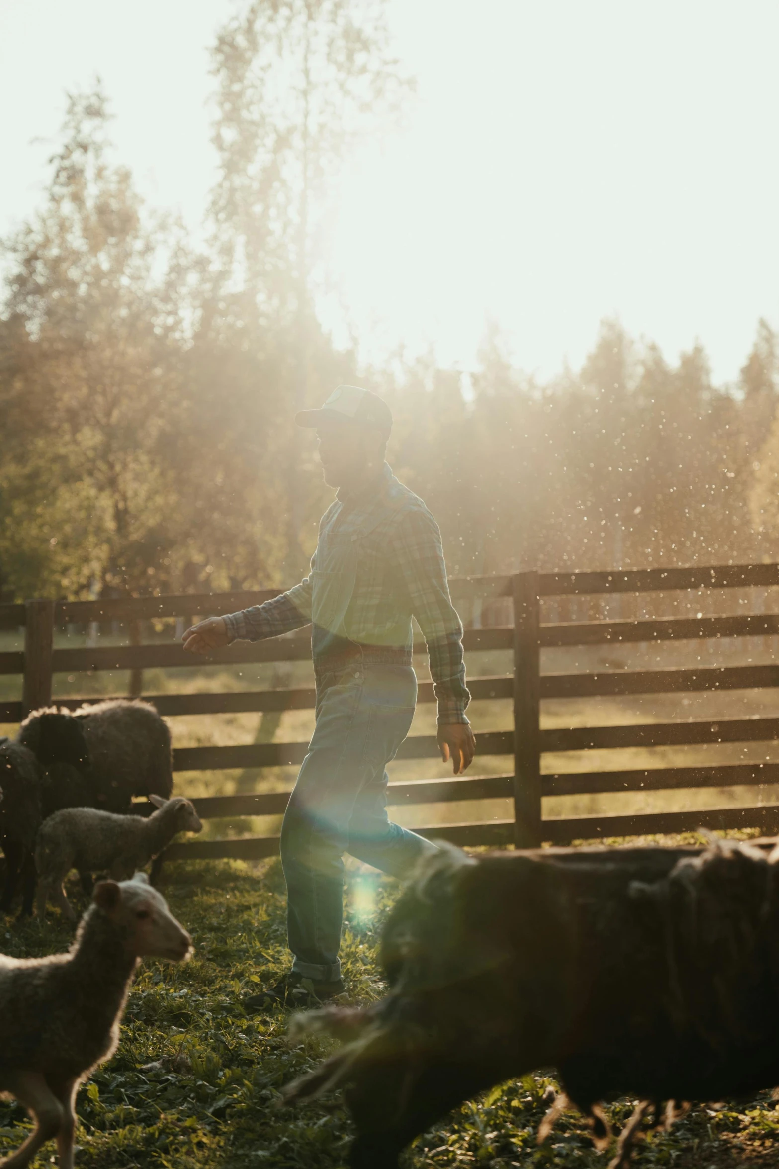 a herd of sheep standing on top of a lush green field, by Jessie Algie, trending on unsplash, happening, lens flares. cinematic, woman, outside in a farm, beautiful raking sunlight