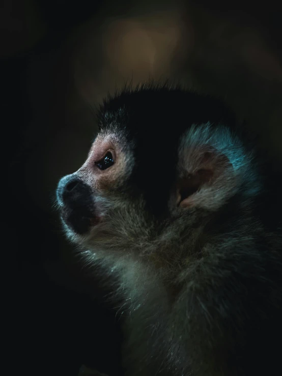 a close up of a monkey's face in the dark, a photo, inspired by Elsa Bleda, trending on pexels, renaissance, side profile shot, peruvian looking, facing away from camera, just a cute little thing