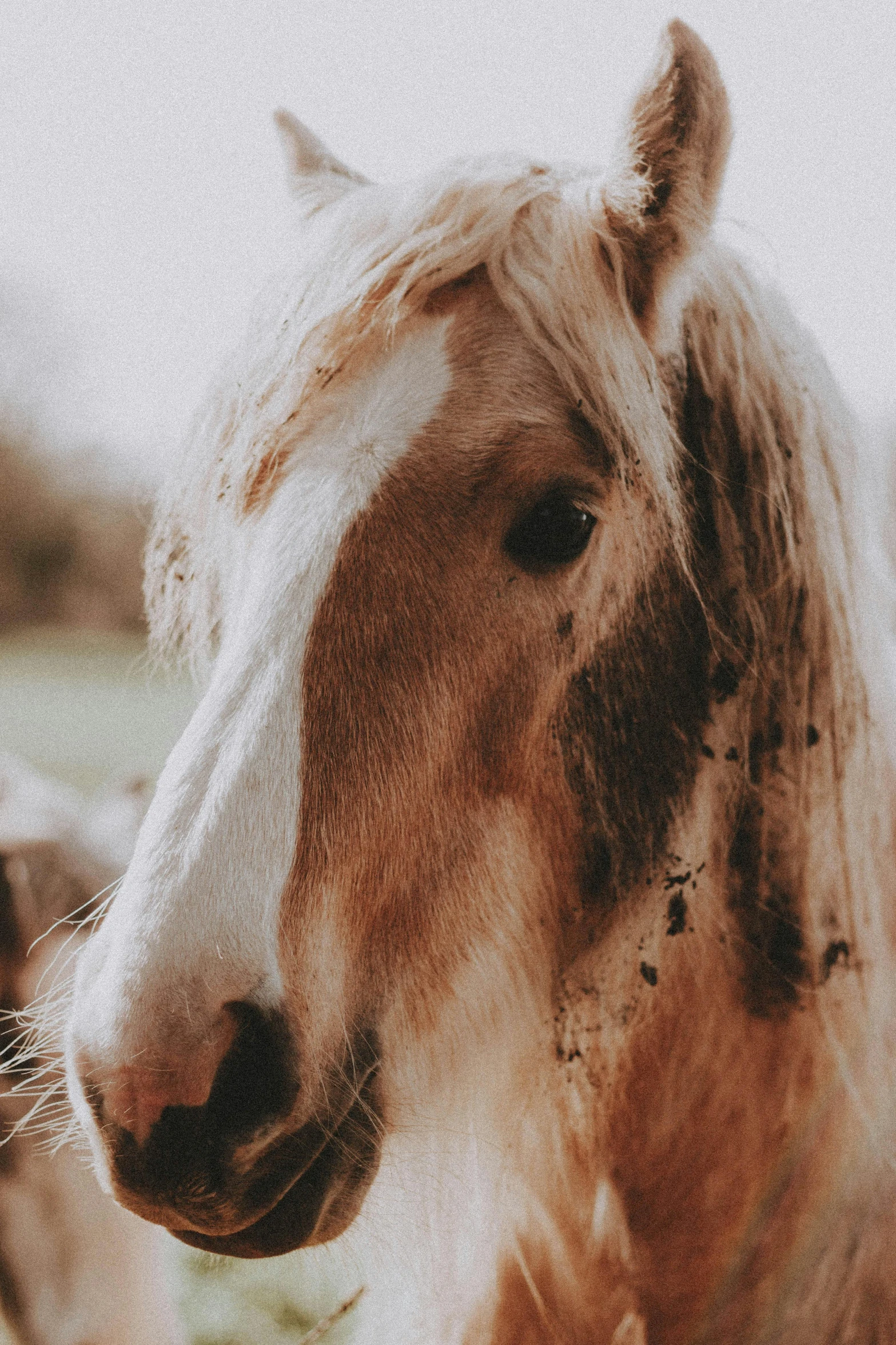 a close up of a horse in a field, an album cover, trending on pexels, weathered face, long mane, high quality photo, slightly pixelated