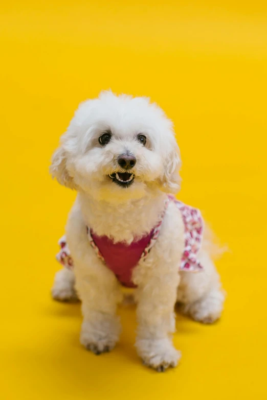 a small white dog sitting on a yellow surface, dressed in a pink dress, smirking at the camera, profile image, vivid)