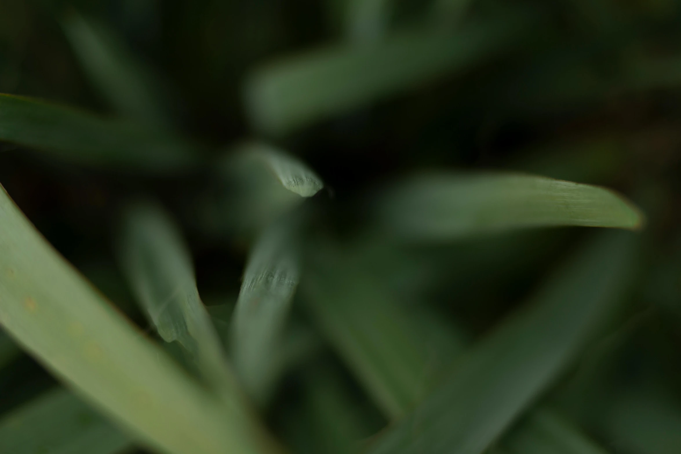 a close up of a plant with green leaves, a macro photograph, by Attila Meszlenyi, unsplash, visual art, blurry footage, fine details 8k octane rendering, grass texture material, video still