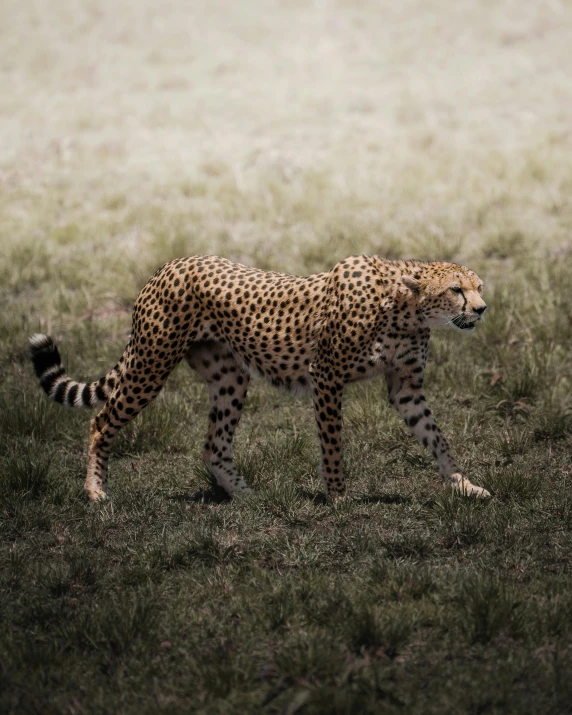 a cheetah walking across a lush green field, pexels contest winner, desaturated, humanoid animal, patches of fur, gif