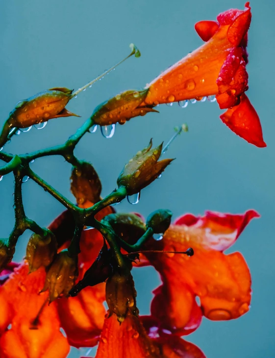 a close up of a flower with water droplets on it, by Gwen Barnard, unsplash contest winner, covered in flame porcelain vine, today\'s featured photograph 4k, autumnal, umbrellas