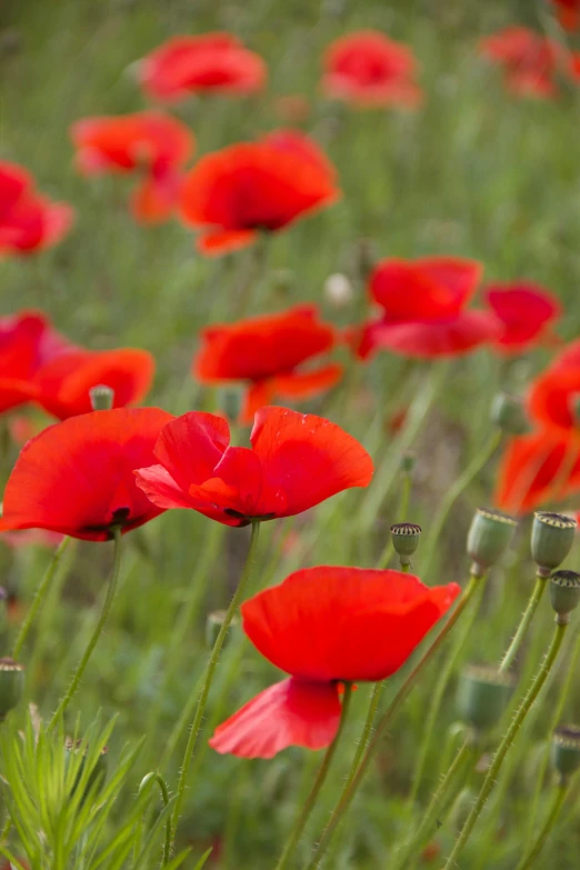 red poppies in a field of green grass, a portrait, by David Simpson, slide show, remembrance, uncrop, ukraine