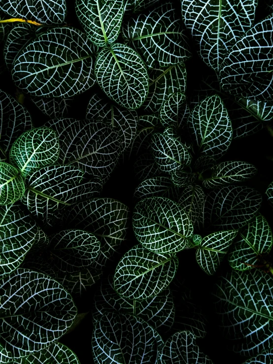 a close up of a bunch of green leaves, an album cover, inspired by Elsa Bleda, unsplash contest winner, intricate patterns 4k, protophyta, today\'s featured photograph 4k, dark