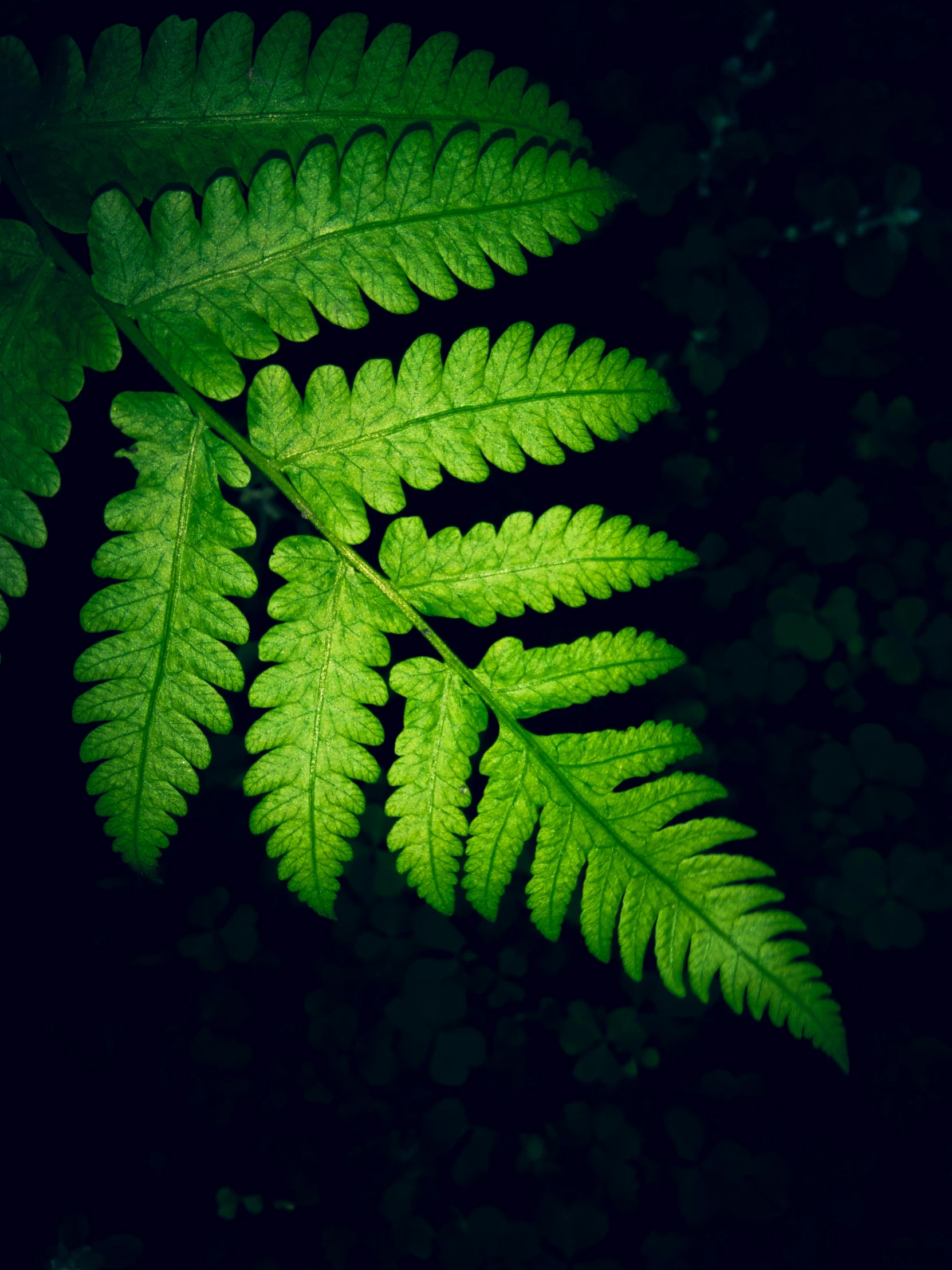 a close up of a fern leaf in the dark, an album cover, inspired by Elsa Bleda, unsplash, multiple stories, ilustration, multi-part, high quality screenshot