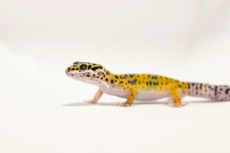 a close up of a lizard on a white background, trending on pexels, some yellow and blue, white with black spots, miniature product photo, low iso