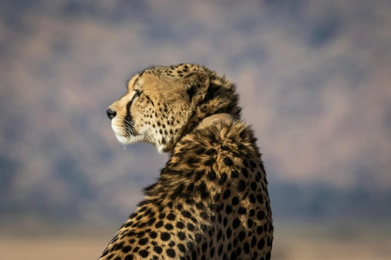 a cheetah sitting on top of a dry grass field, a portrait, trending on pexels, fan favorite, desert nomad, left profile, conde nast traveler photo