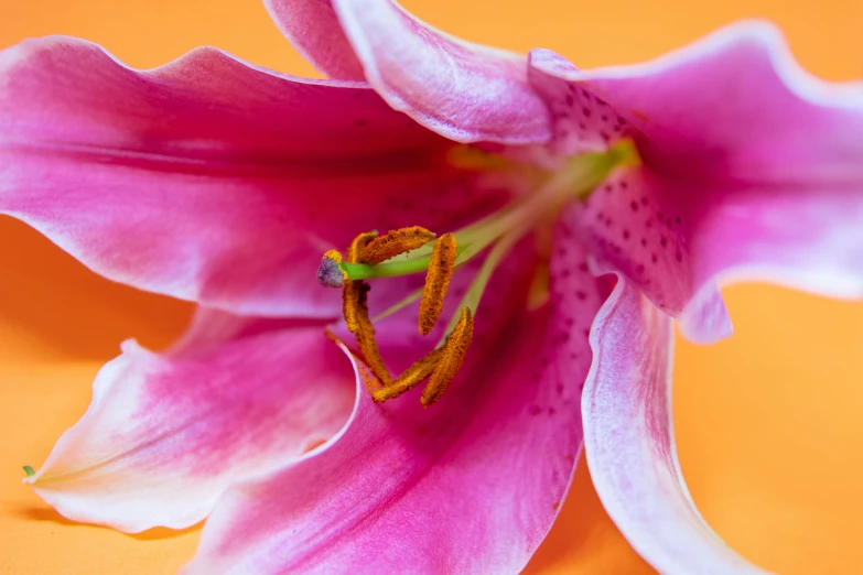 a close up of a pink flower on an orange background, a macro photograph, by Carey Morris, unsplash, lily, various posed, low detailed, high-resolution