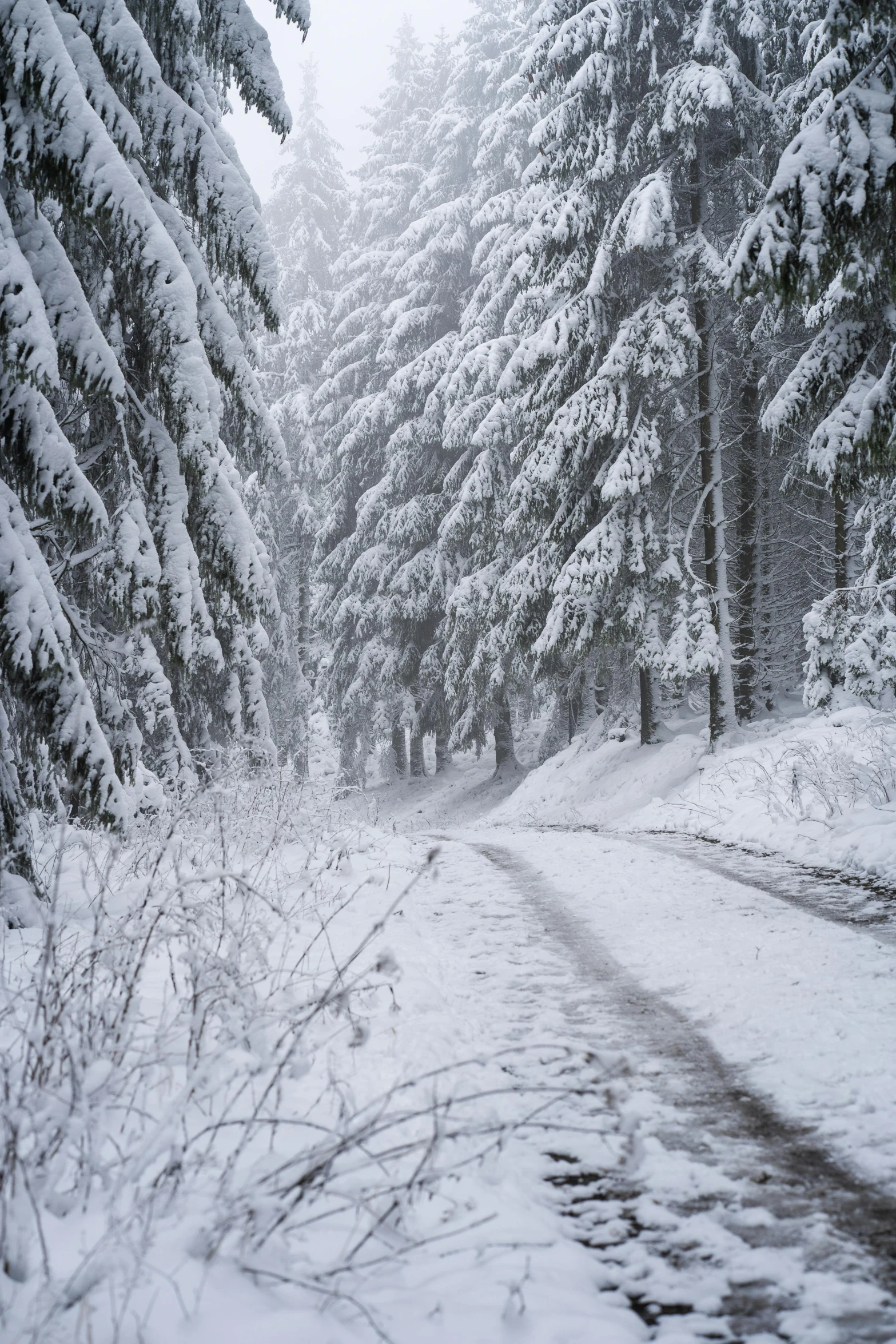 a snow covered road in the middle of a forest, black forest, festivals, february)