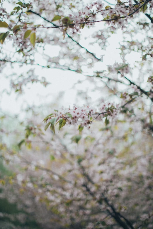 a person sitting on a bench under a tree, inspired by Elsa Bleda, trending on unsplash, sakura flower, zoomed in, overcast, pastel'
