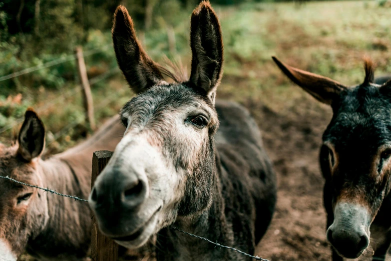 a couple of donkey standing next to each other, a portrait, trending on pexels, avatar image, farm land, thumbnail, 35 mm photo