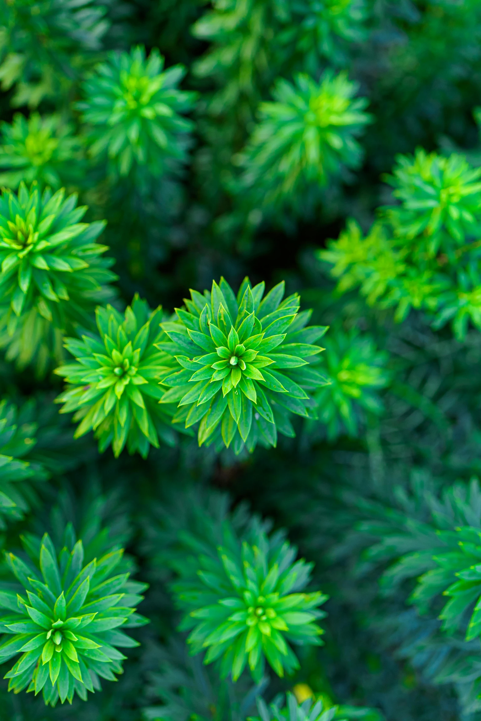 a close up of a bunch of green plants, spruce trees, birdseye view, tufted softly, full colour