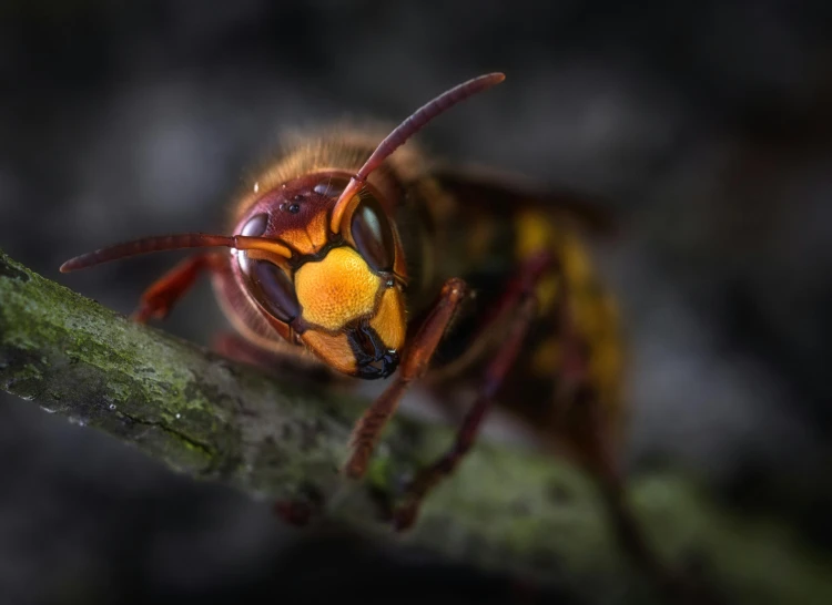 a hornet sitting on top of a tree branch, a macro photograph, pexels contest winner, photorealism, golden yellow eyes, macro photography 8k, face focused, hyperdetailed colourful