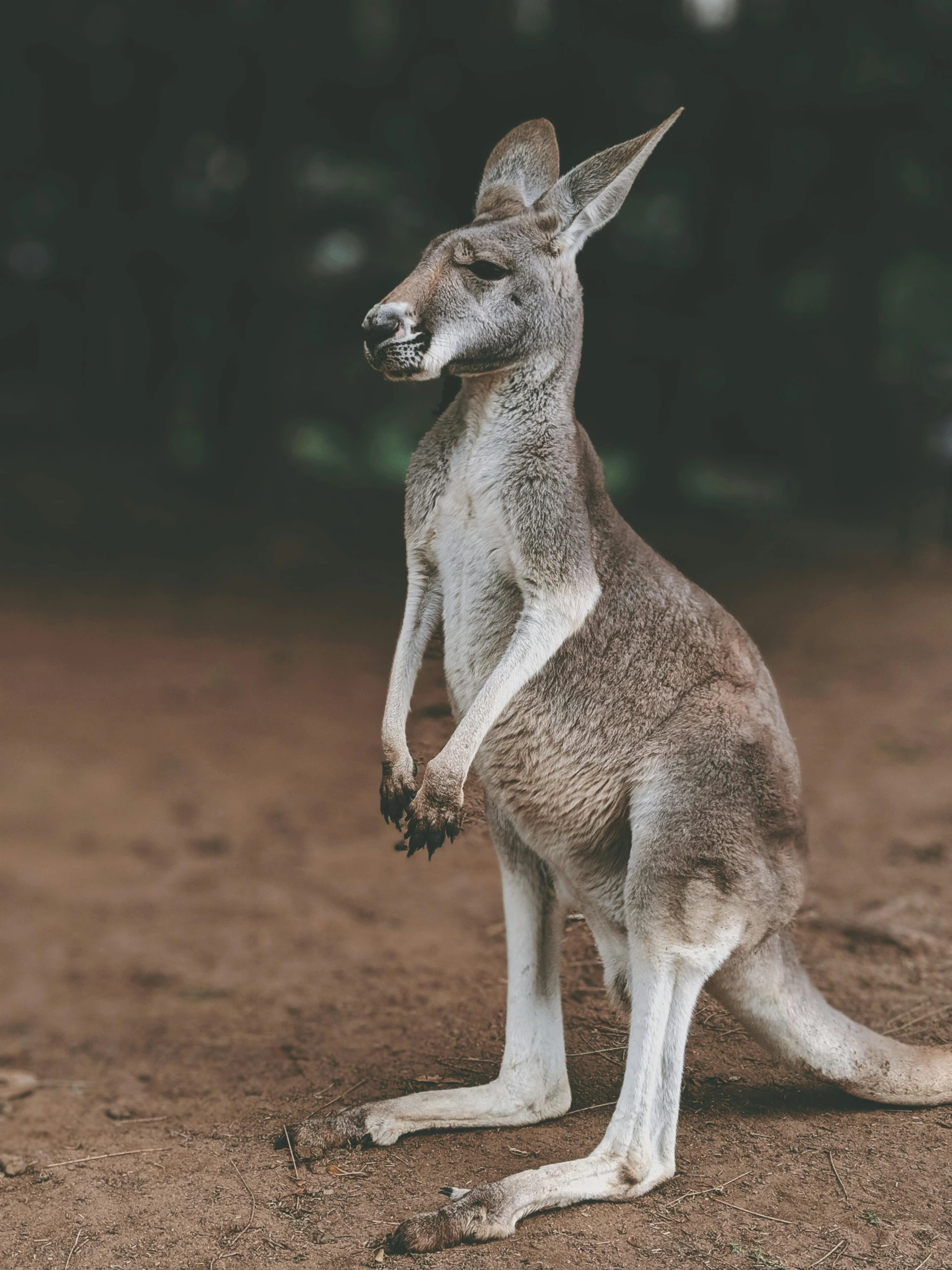 a kangaroo standing on its hind legs in the dirt, by Adam Marczyński, pexels contest winner, full body shot close up, museum quality photo, high angle close up shot, sitting down