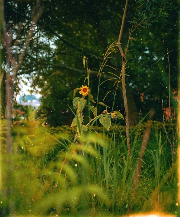 a yellow fire hydrant sitting on top of a lush green field, a polaroid photo, inspired by Elsa Bleda, post-impressionism, sunflowers, wild vegetation, early evening, an overgrown forest