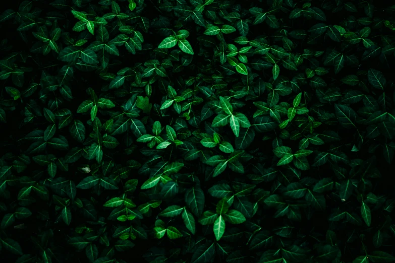 a close up of a bunch of green leaves, an album cover, inspired by Elsa Bleda, visual art, dense lush forest at night, highresolution, a high angle shot, 4 k hd wallpapear