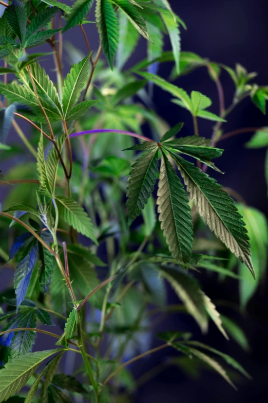 a close up of a plant with green leaves, with green cannabis leaves, multi - coloured, various sizes, large tall