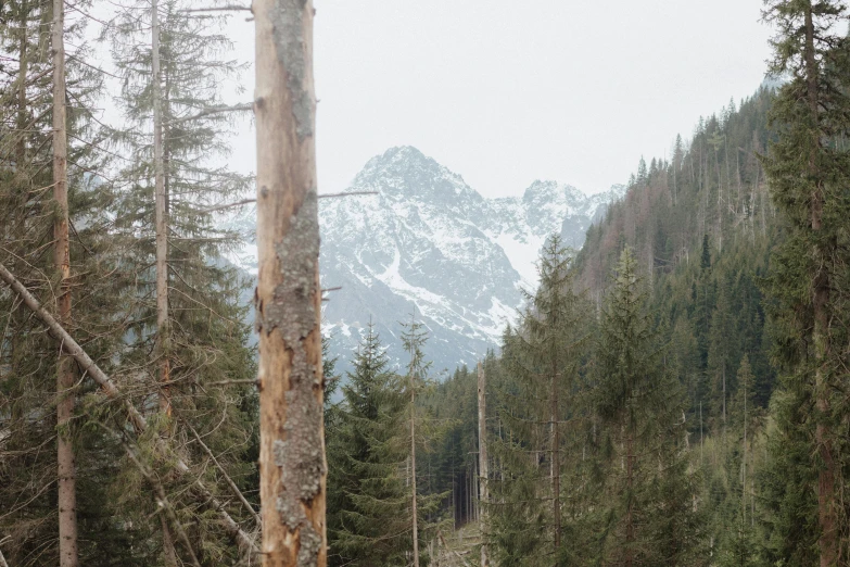 a group of people riding skis down a snow covered slope, a picture, by Emma Andijewska, unsplash contest winner, hurufiyya, solo hiking in mountains trees, seen from a distance, gorge in the mountain, slightly pixelated