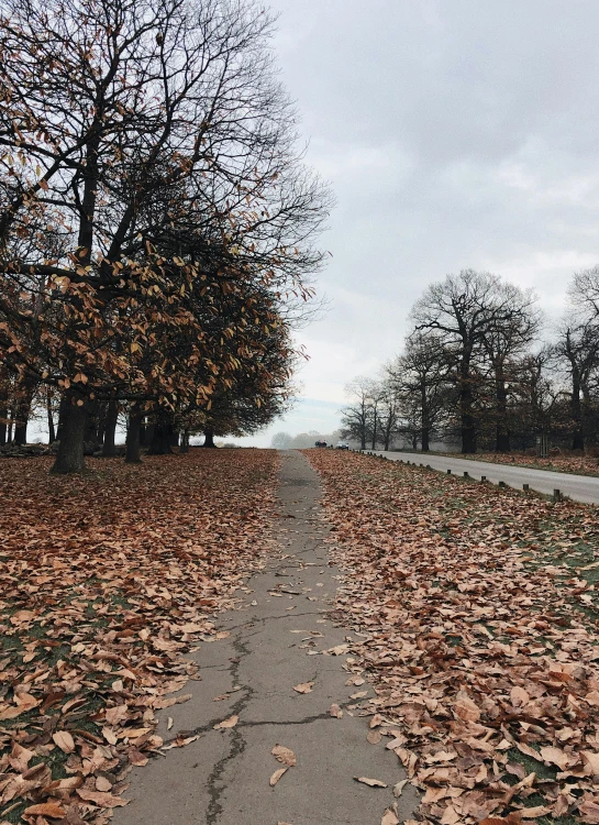 a road lined with lots of leaves next to trees, by Emma Andijewska, the thames is dry, 8 k photo, 8k quality, tourist photo