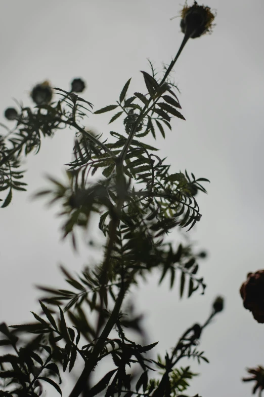 a close up of a plant with a sky in the background, an album cover, overcast gray skies, “berries, rose of jericho, silhouette