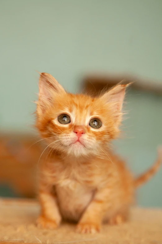 a small orange kitten sitting on top of a wooden table, a picture, shutterstock contest winner, head shot, surprised frown, petite, smileeeeeee